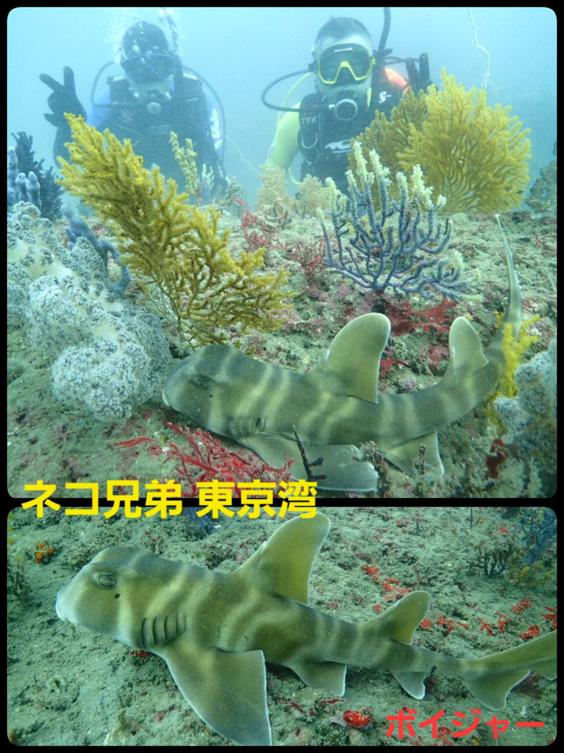 東京湾 ネコスクランブル #サメ #ネコザメ - ボイジャー DIVING CLUB
